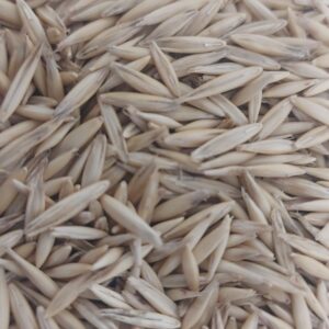 AVEIA UCRANIANA AF1340