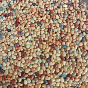 CROTALARIA OCHROLEUCA