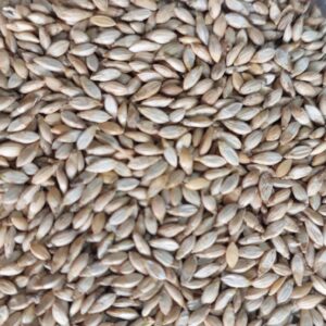 Brachiaria ruziziensis